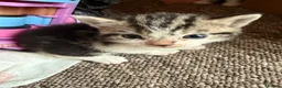 Mixed Breed cats for sale: Adorable mixed Kittens  - Advert 3