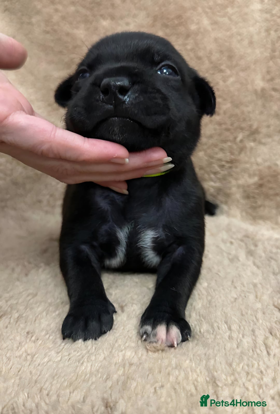 Staffordshire Bull Terrier dogs for sale: KC Staffordshire Bull Terrier Puppies 🖤 - Image 18