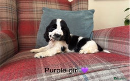 Cocker Spaniel dogs for sale: KC registered, health tested, show type puppies  - Image 15