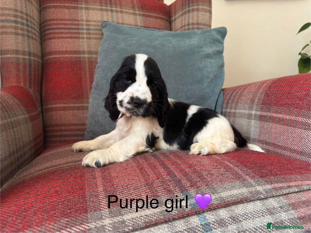 Cocker Spaniel dogs for sale: KC registered, health tested, show type puppies  - Image 15