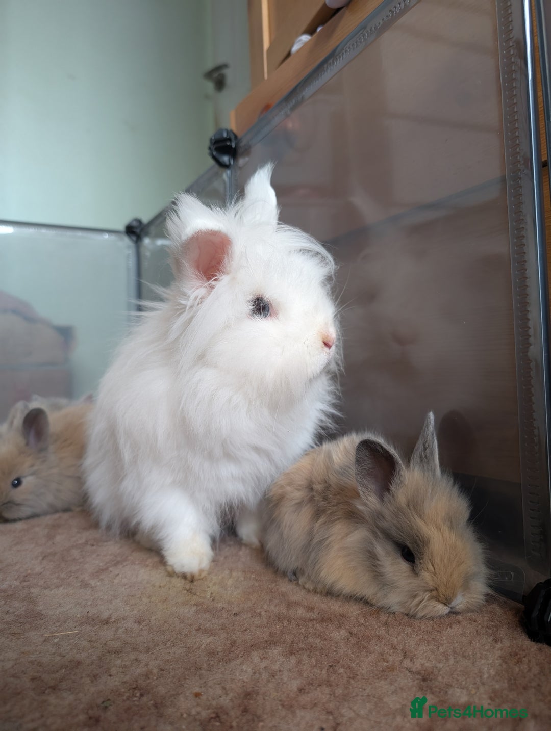 Angora rabbits for sale: Lionlop x angora  - Image 4