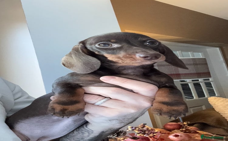 Miniature Dachshund dogs - Advert 4