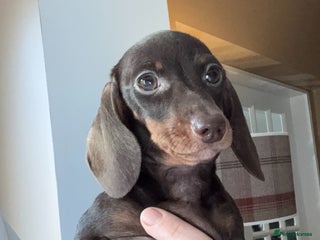 Miniature Dachshund dogs - Advert 5