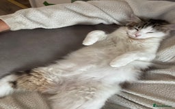 Mixed Breed cats for sale: Kittens for sale  - Image 12