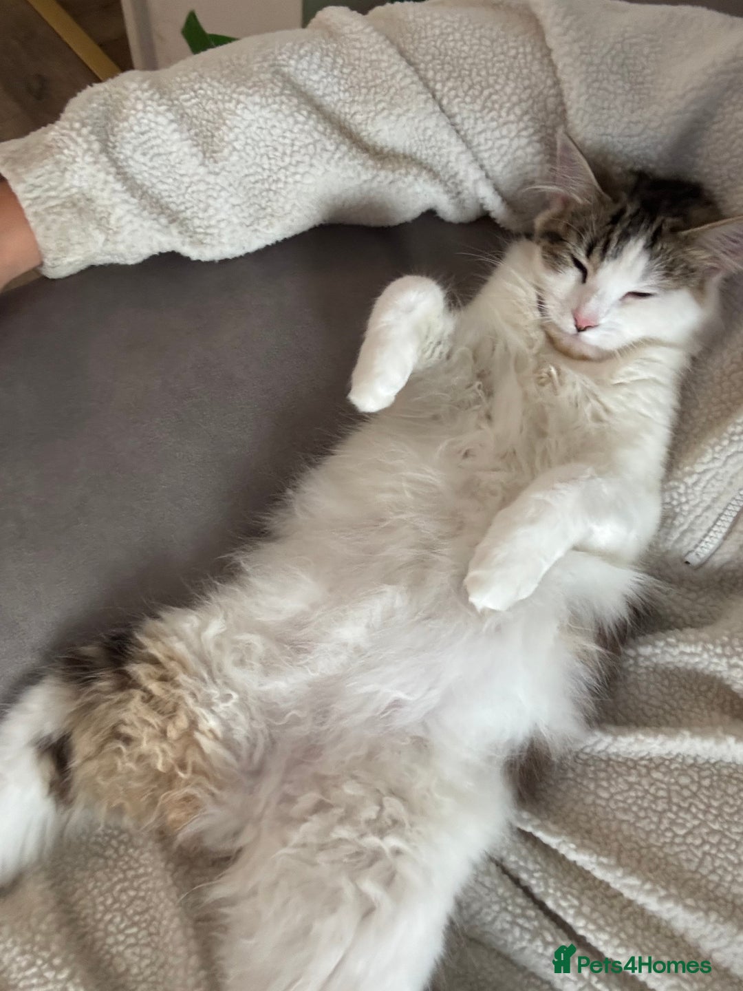 Mixed Breed cats for sale: Kittens for sale  - Image 12