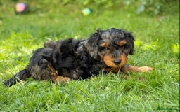 Mixed Breed dogs for sale:  Unique Merle Double Doodle Ready from 9th August - Image 17