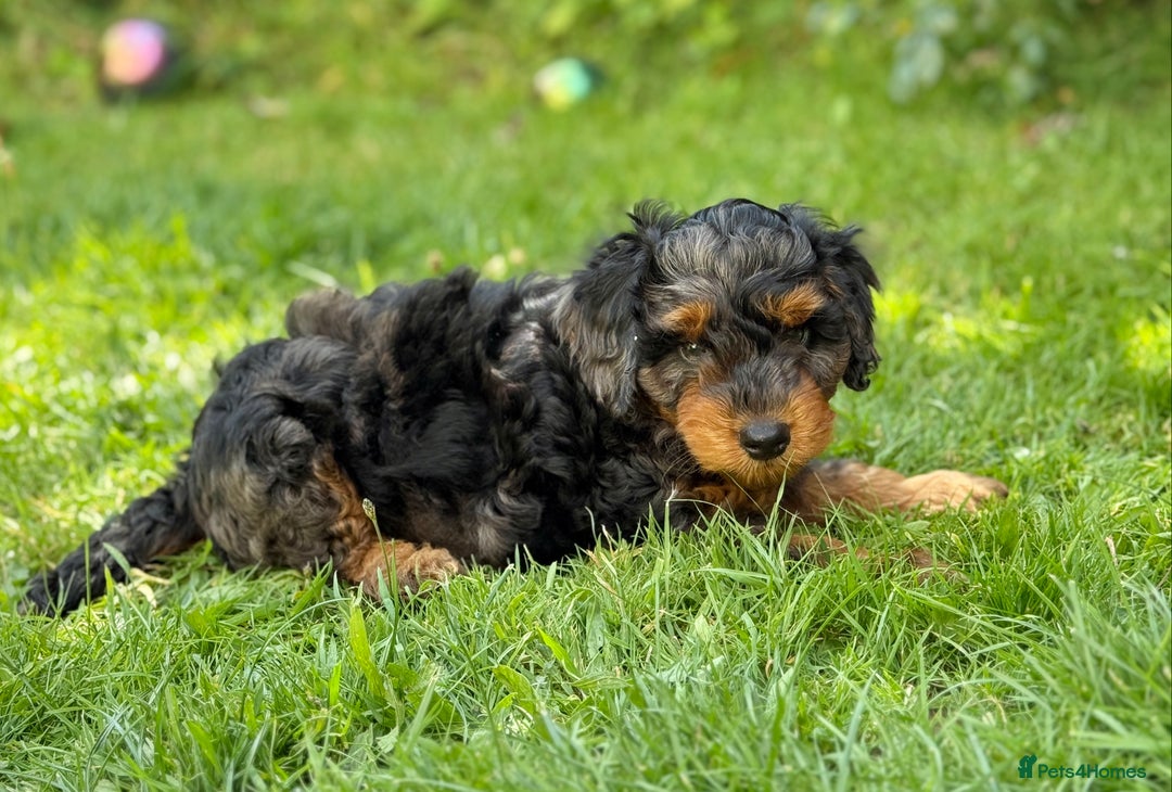 Mixed Breed dogs for sale:  Unique Merle Double Doodle Ready from 9th August - Image 17