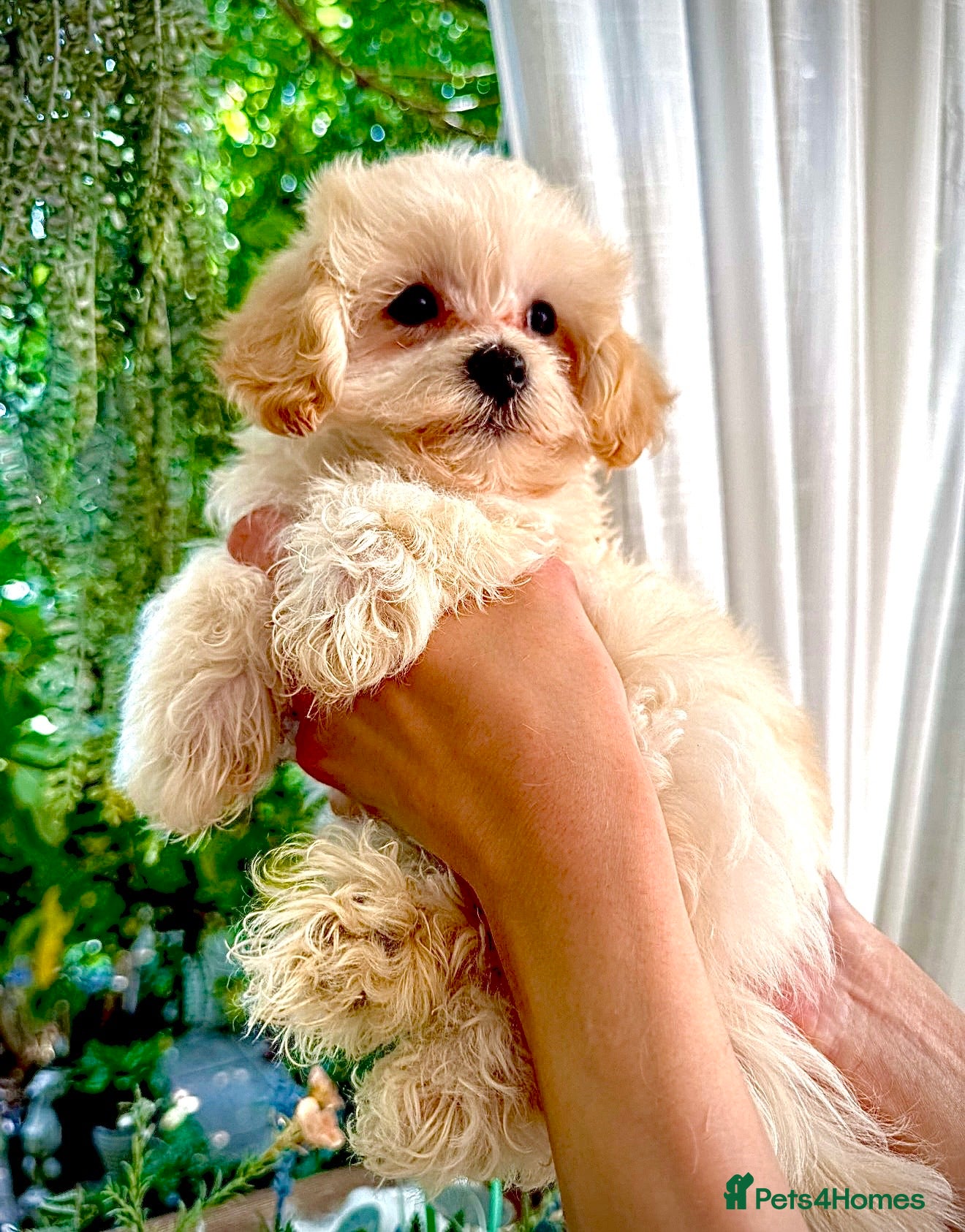 Maltipoo dogs * Tiny Korean Maltipoo Babies * - Advert 11