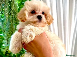 Maltipoo dogs * Tiny Korean Maltipoo Babies * - Advert 11
