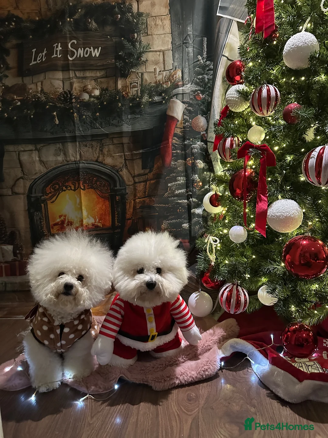 Bichon Frise dogs for sale: Pure Pedigree Champion Bloodline Bichon Frise 🐾🐶 - Advert 14