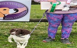 English Springer Spaniel dogs for sale: Trained Springer Puppy - Advert 20