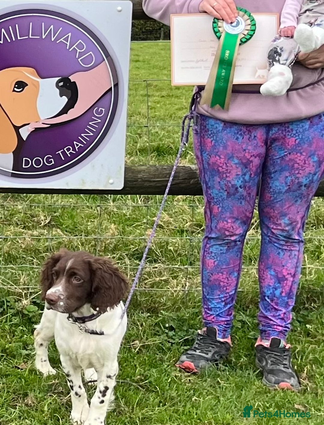 English Springer Spaniel dogs for sale: Trained Springer Puppy - Advert 20