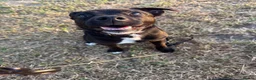 Patterdale Terrier dogs for sale: PATTERDALE TERRIER  - Advert 3