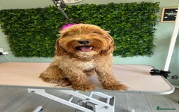 Cockapoo dogs for sale: f1 apricot cockapoo - Advert 4