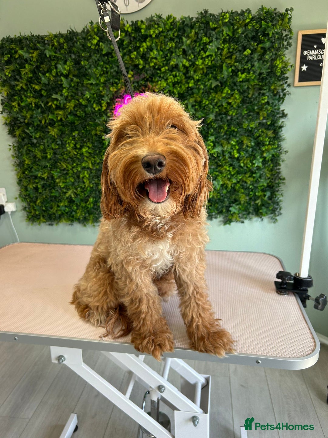 Cockapoo dogs for sale: f1 apricot cockapoo - Advert 4