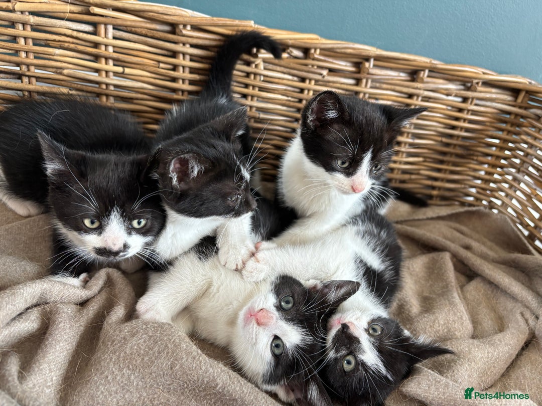 Domestic Shorthair cats for sale: Adorable, friendly playful bicolour kittens - Image 3
