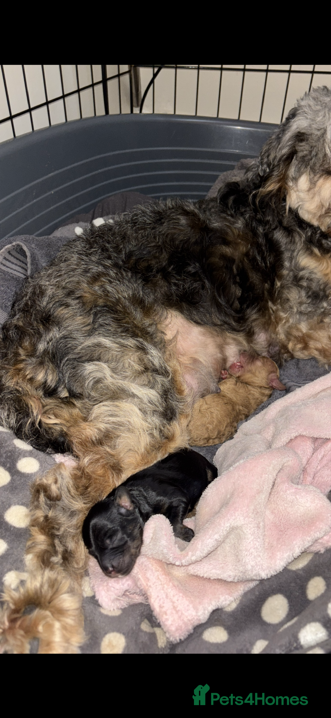 Cockapoo dogs for sale: Cockapoos Ready for New Homes 22nd December - Advert 15