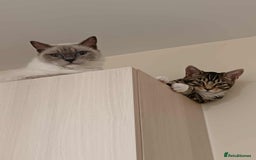 Bengal cats for sale: Lovely big girl Bengal kitten - Image 2