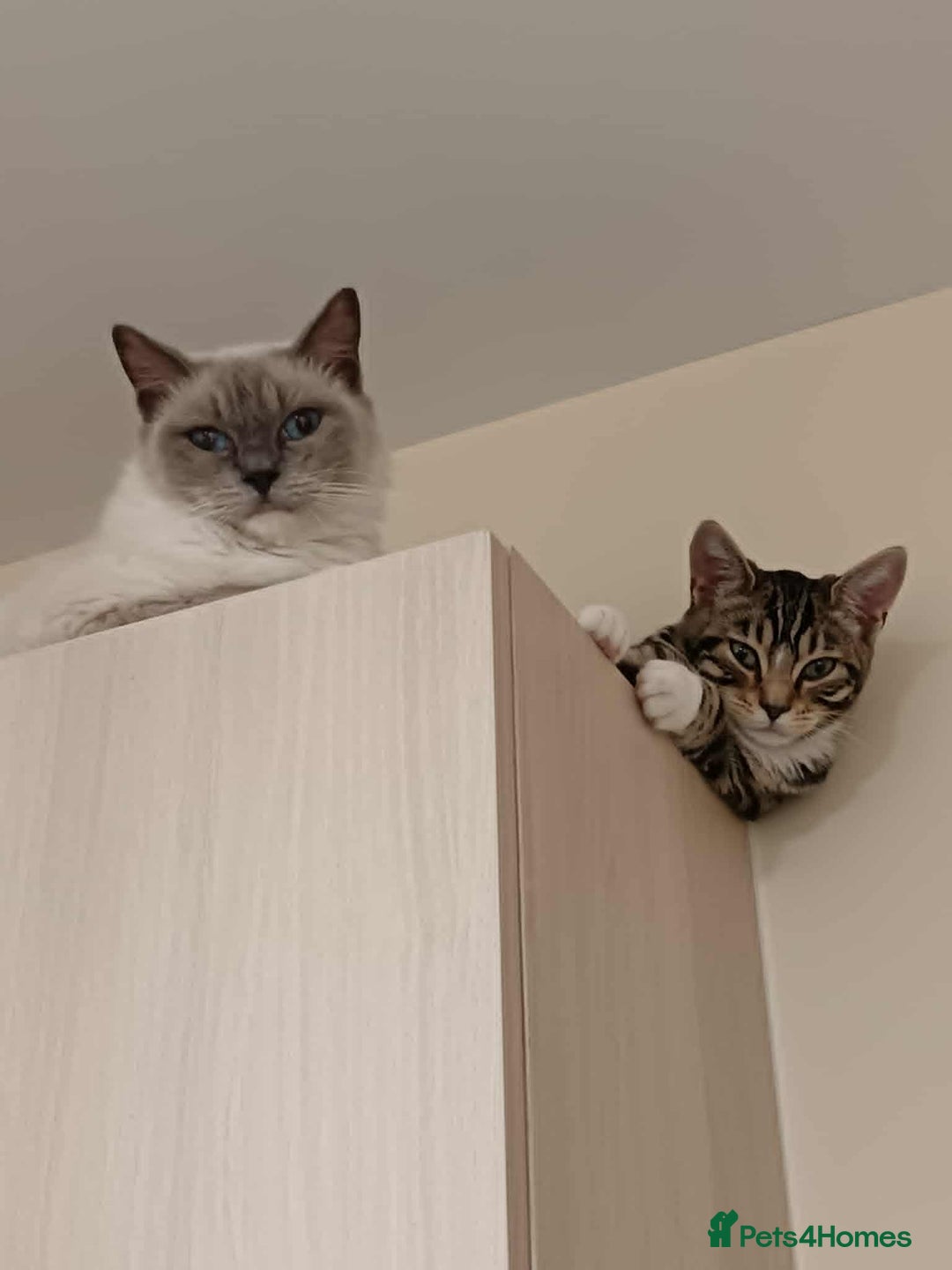 Bengal cats for sale: Lovely big girl Bengal kitten - Image 2