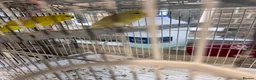 Budgerigars birds for sale: Breeding Pair For Sale in Huddersfield - Advert 2