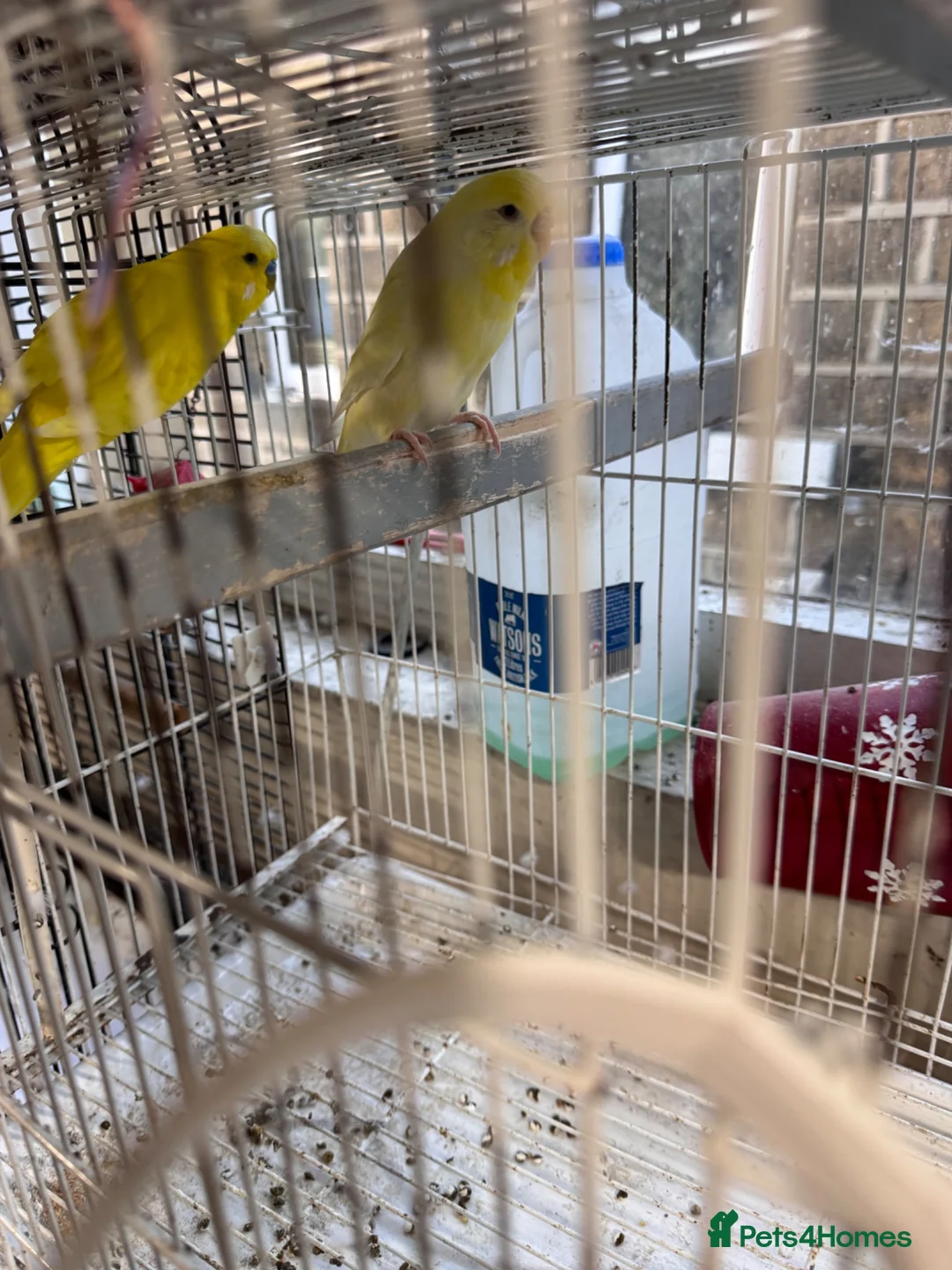 Budgerigars birds for sale: Breeding Pair For Sale in Huddersfield - Advert 2
