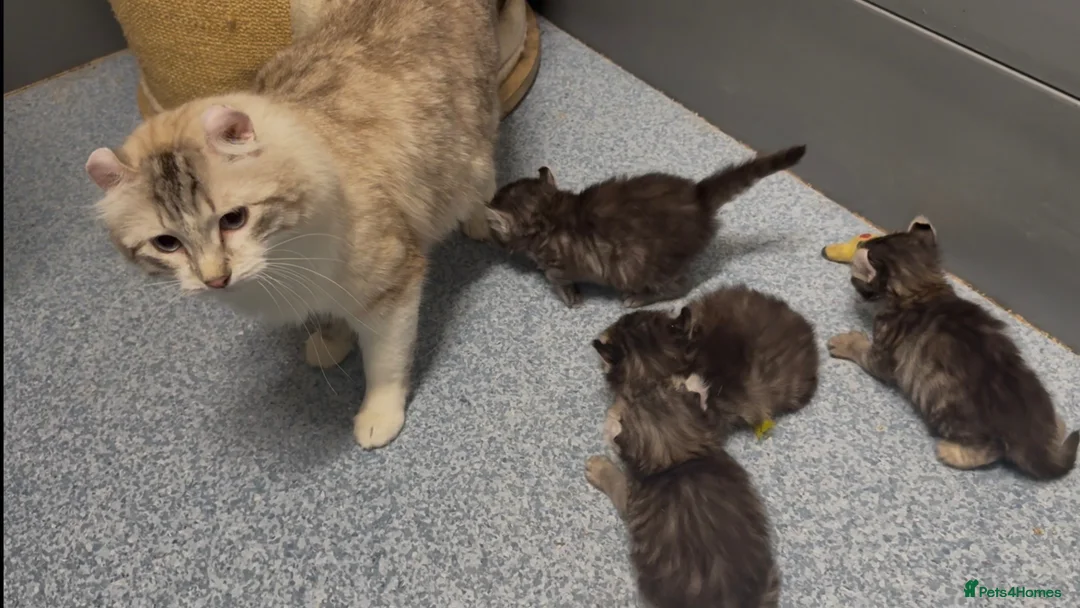American Curl cats for sale: American curl kittens rare breed ready now - Advert 2