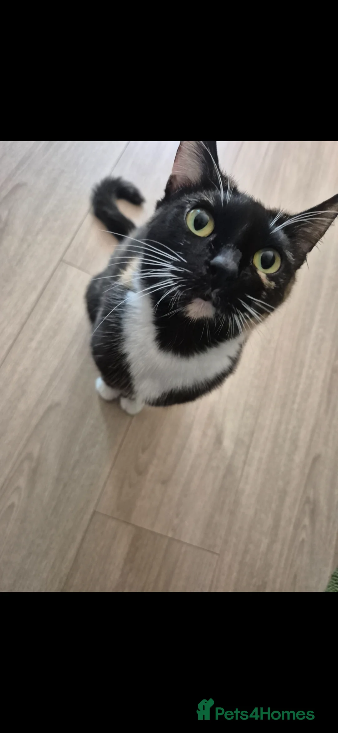 Mixed Breed cats for sale: Lovely female cat needs forever home  - Advert 2