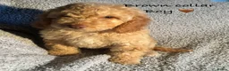 Cockapoo dogs for sale: 🐾 Stunning Litter of 8 Cockapoo Puppies! 🐾 - Advert 12