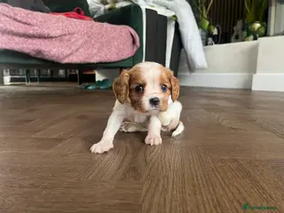 Cavalier King Charles Spaniel dogs Ready to leave now- KC Reg CKCS Blenheim Girl - Advert 13