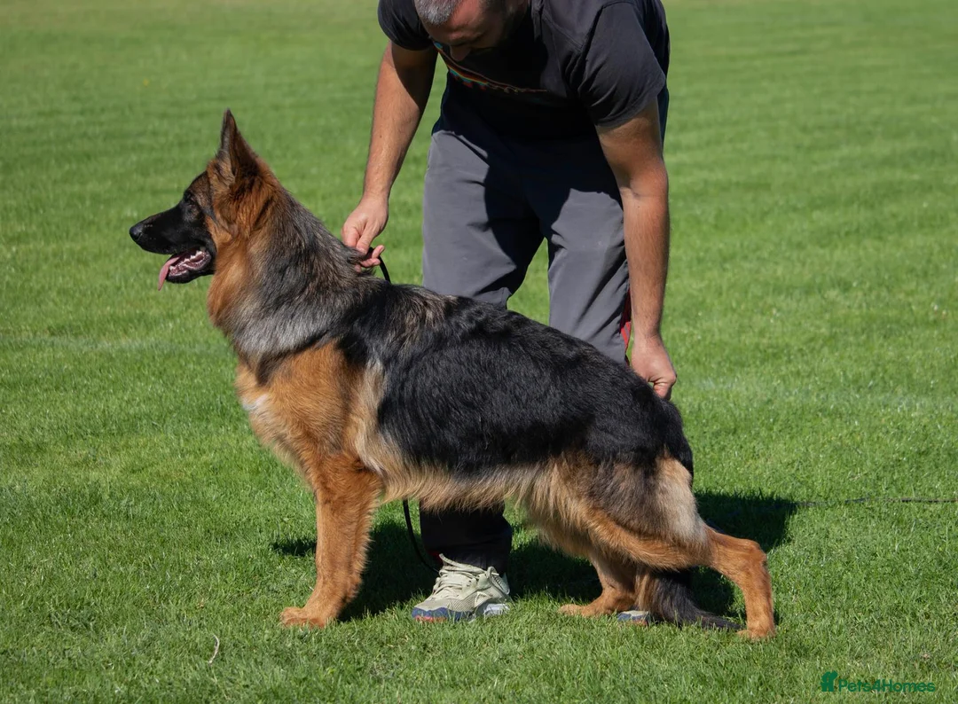 German Shepherd dogs for sale: Fabulous Pups out of Xandor di Casa Massarelli - Advert 10