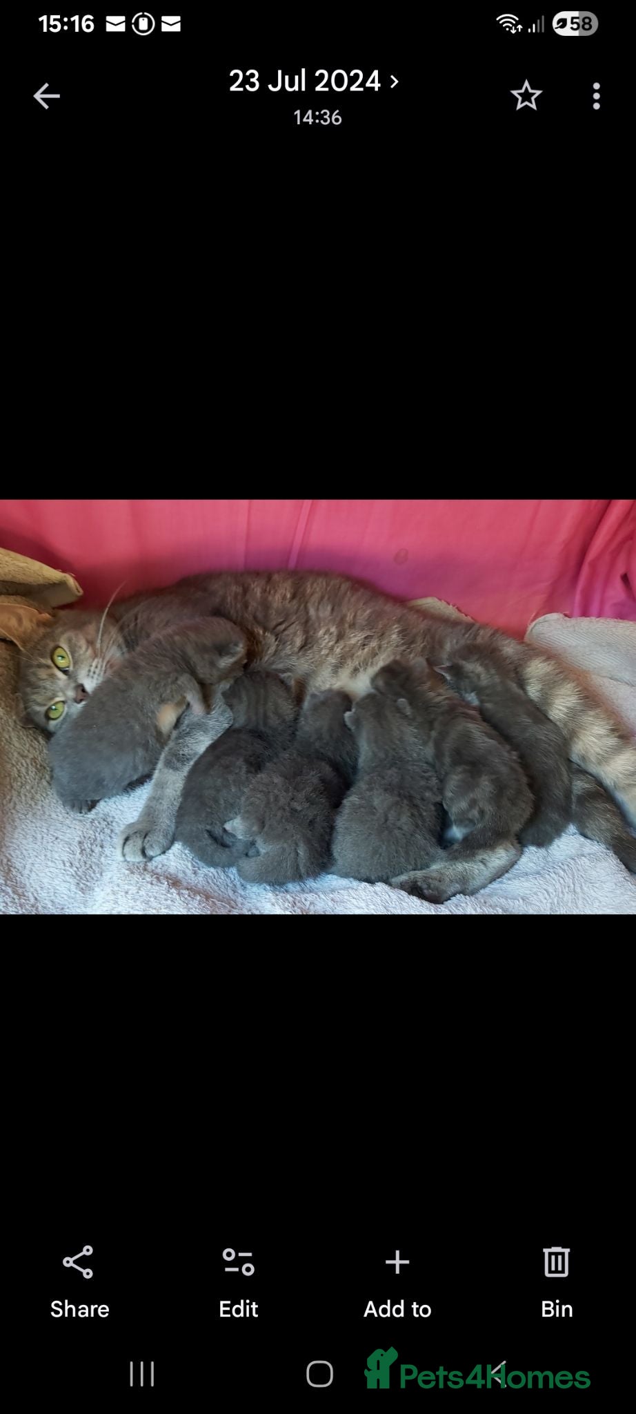 British Shorthair cats Fluffy British sorthair kittens available  - Advert 2