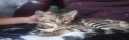 Bengal cats for sale: Stunning pedigree Bengal kitten  in Salford - Advert 10