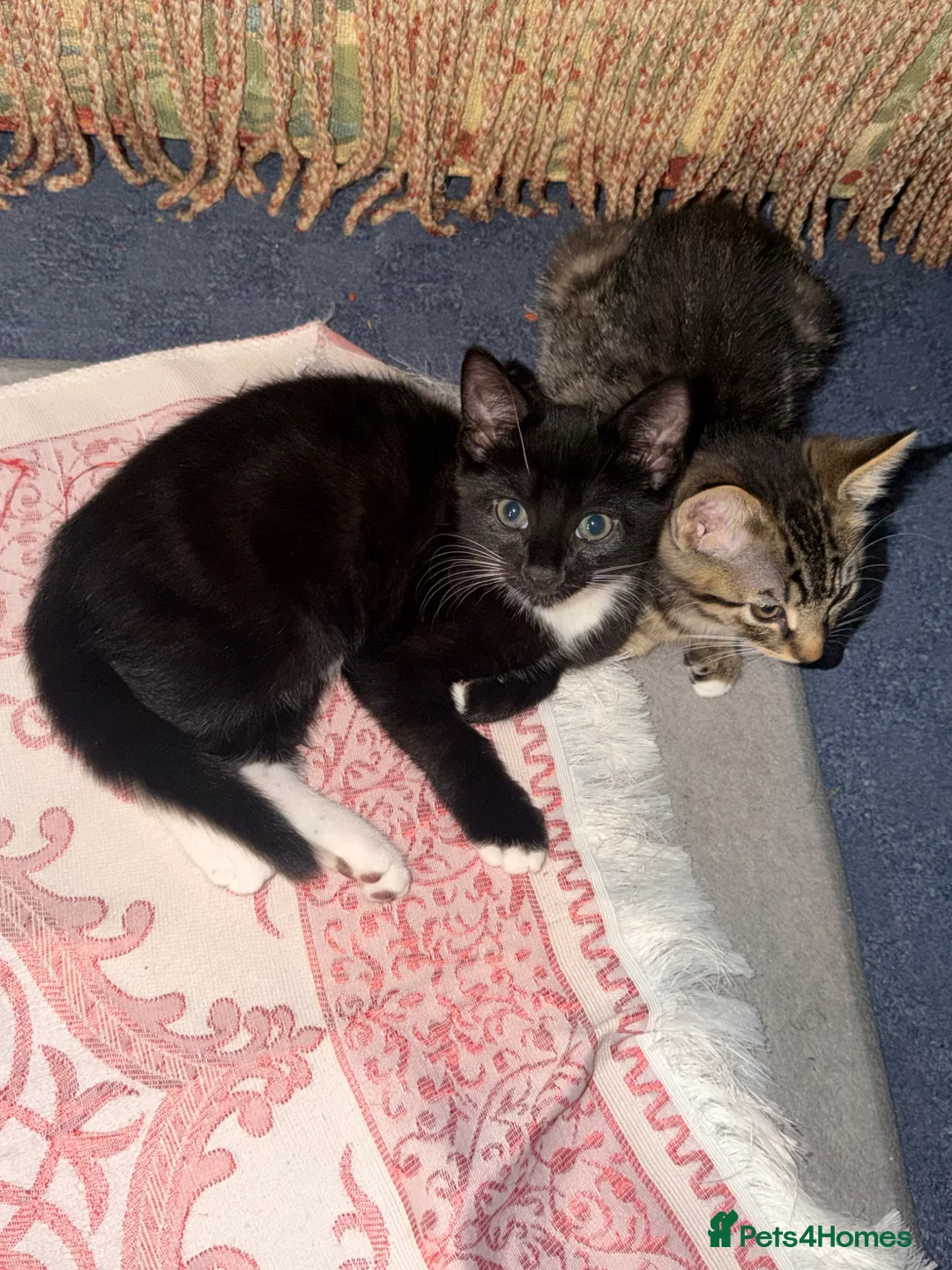 Mixed Breed cats for sale: Two Female Kittens – 8 Weeks Old - Advert 11