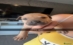 American Bully dogs for sale: American bully puppies - Image 7