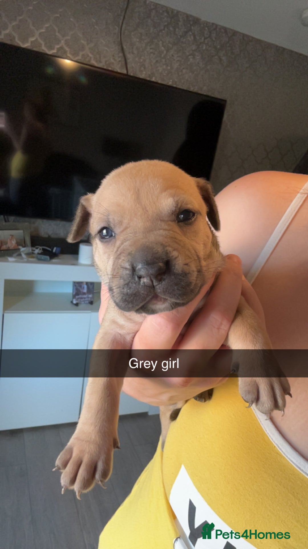 American Bully dogs for sale: American bully puppies - Image 7