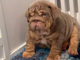 English Bulldog dogs - Advert 22