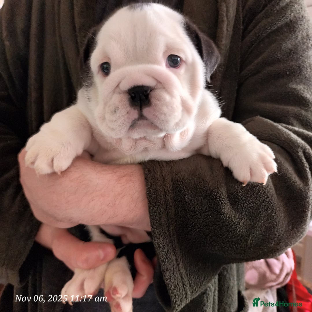 English Bulldog dogs for sale: Beautiful English buldog awaiting for new parents - Image 7