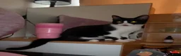 American Shorthair cats for sale: Maxi is ready to meet his new owner in Smethwick - Advert 1