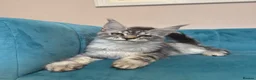 Maine Coon cats for sale: TICA Pedigree Registered Maine Coon Kittens - Advert 22