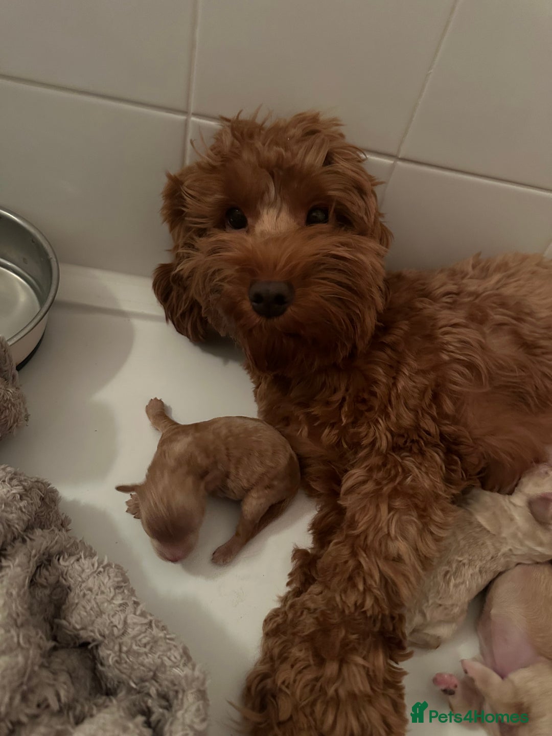 Cockapoo dogs for sale: Brown beautiful cockapoo puppies for sale! - Advert 1