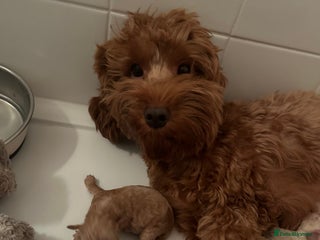Cockapoo dogs Brown beautiful cockapoo puppies for sale! - Advert 1