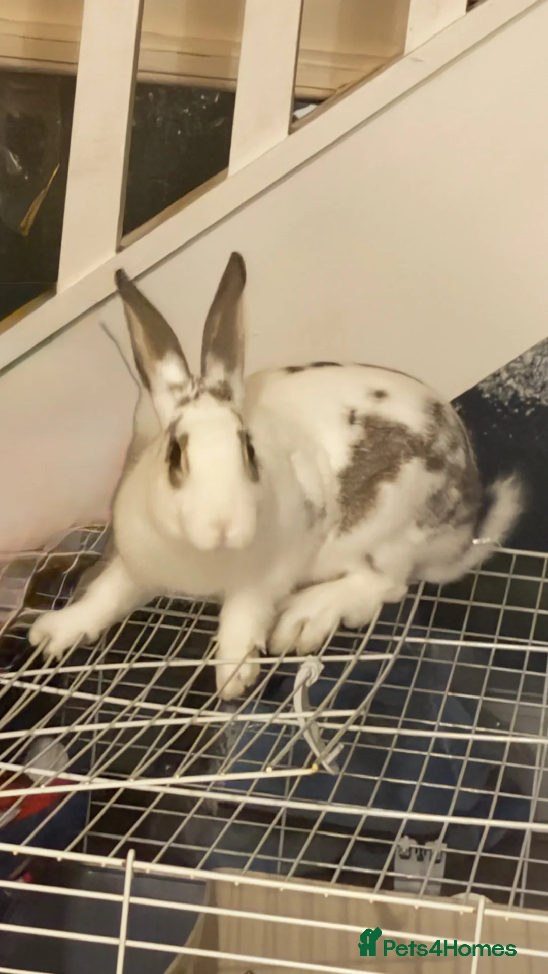 Mixed Breed rabbits for sale: Beautiful Rabbit ready to be rehomed  - Advert 2