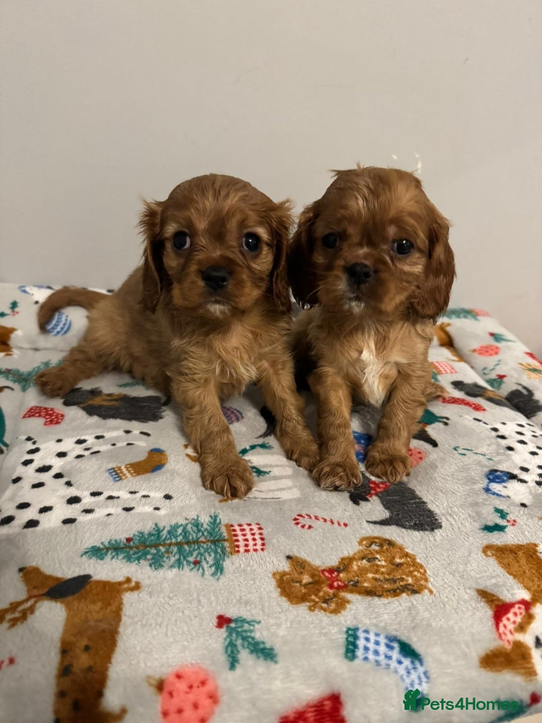 Cavalier King Charles Spaniel dogs for sale: Cavalier King Charles Spaniel Pups KC Reg - Advert 27