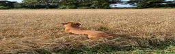 Labrador Retriever dogs for sale: Outstanding KC registered Fox Red Labrador Puppies - Advert 13