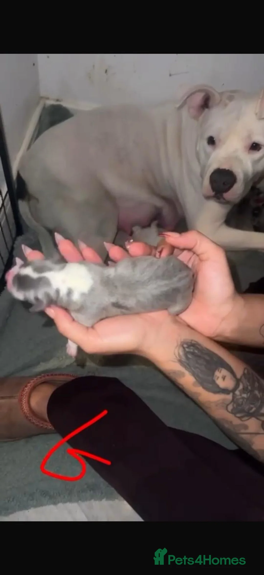 Mixed Breed dogs for sale: Beautiful mixed litter of puppies for sale - Advert 12