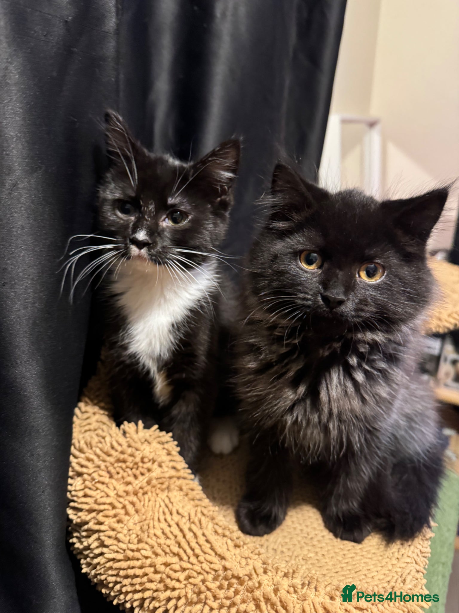 Mixed Breed cats  kitten - Advert 2