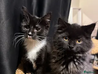 Mixed Breed cats kitten - Advert 1