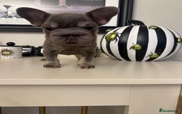 French Bulldog dogs for sale: Male puppy French bulldog  - Advert 1