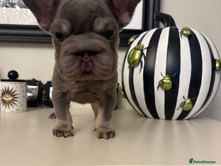 French Bulldog dogs Male puppy French bulldog - Advert 1