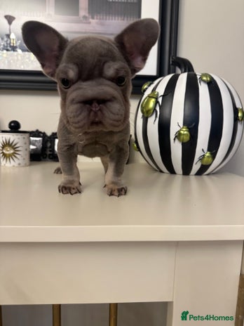 French Bulldog dogs Male puppy French bulldog - Advert 1